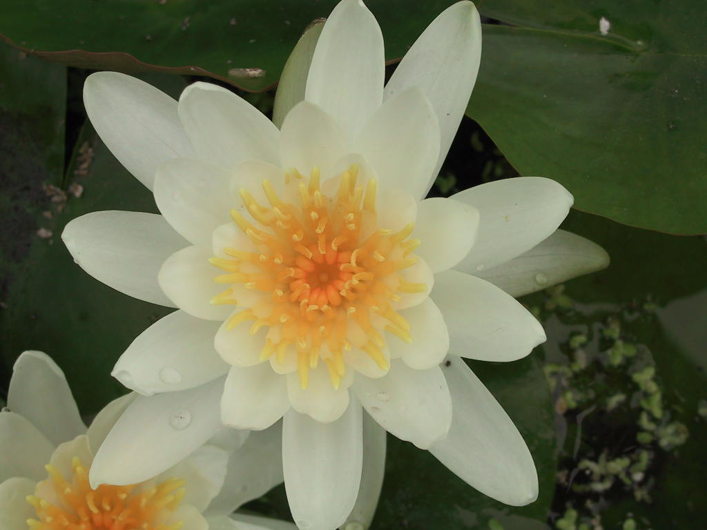 Nymphaea  Gladstoniana (Poestlingberg) 02.jpg